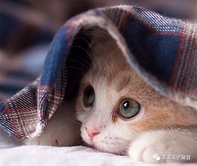 猫咪得尿结石,猫咪如果有尿结石怎么治疗