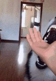 金毛搞笑表情图片伸手,金毛吃醋的搞笑图片