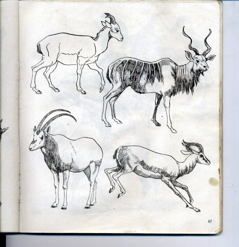 一百幅动物素描,近百幅动物画