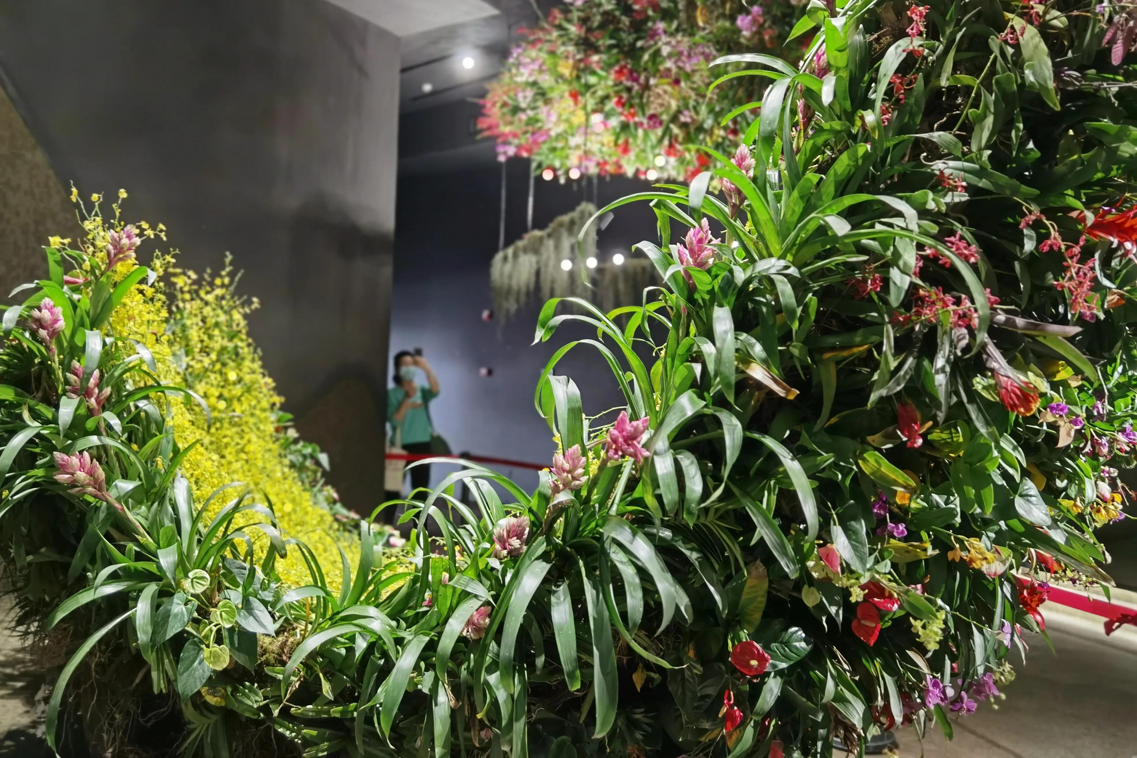 关于崇明花博会,崇明花博会全程花景