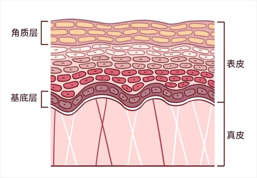 精华液在哪一步用效果最佳,精华液在哪一步使用效果最好