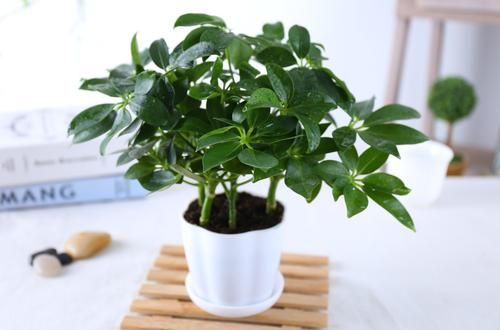 鹅掌柴叶片下垂,鹅掌柴树枝下垂