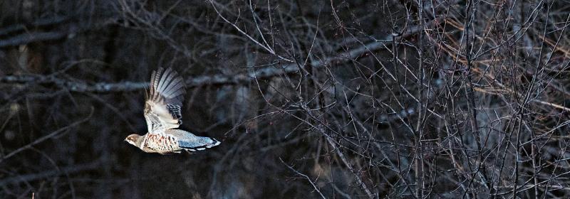 林草科普|兴安“飞龙”花尾榛鸡
