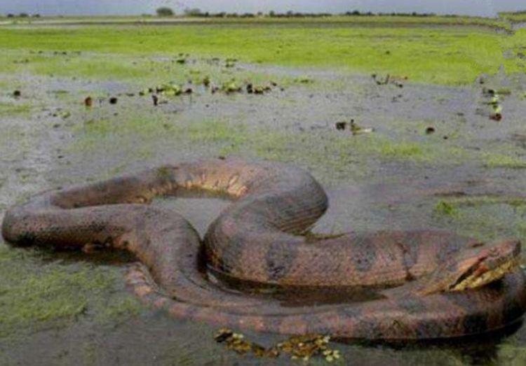 森蚺是亚马逊食物链顶端吗,森蚺的危险程度