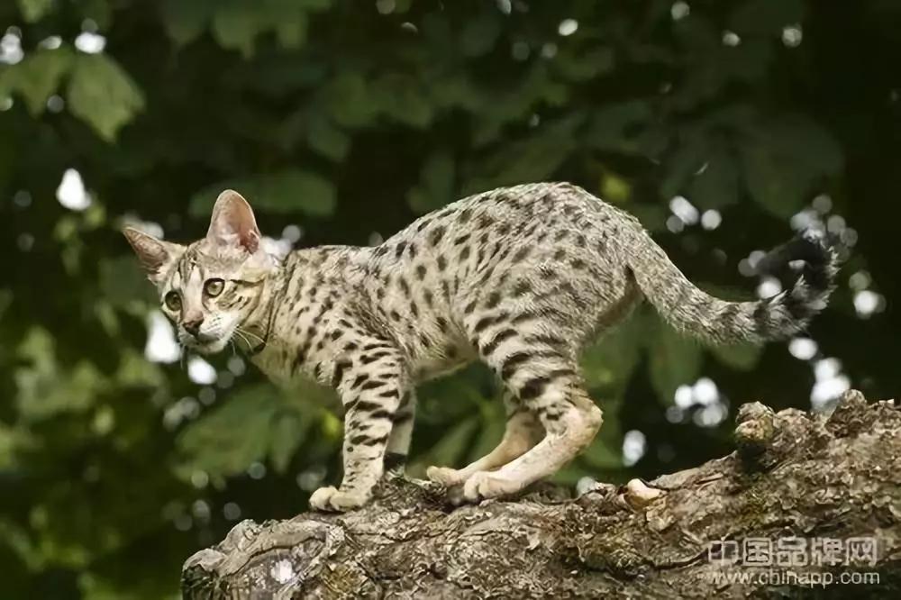 盘点世界最贵的是什么,世界上最贵的都有什么