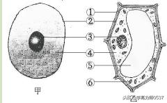人教版七年级生物期末试卷及答案,2018年七年级生物上学期期末试题