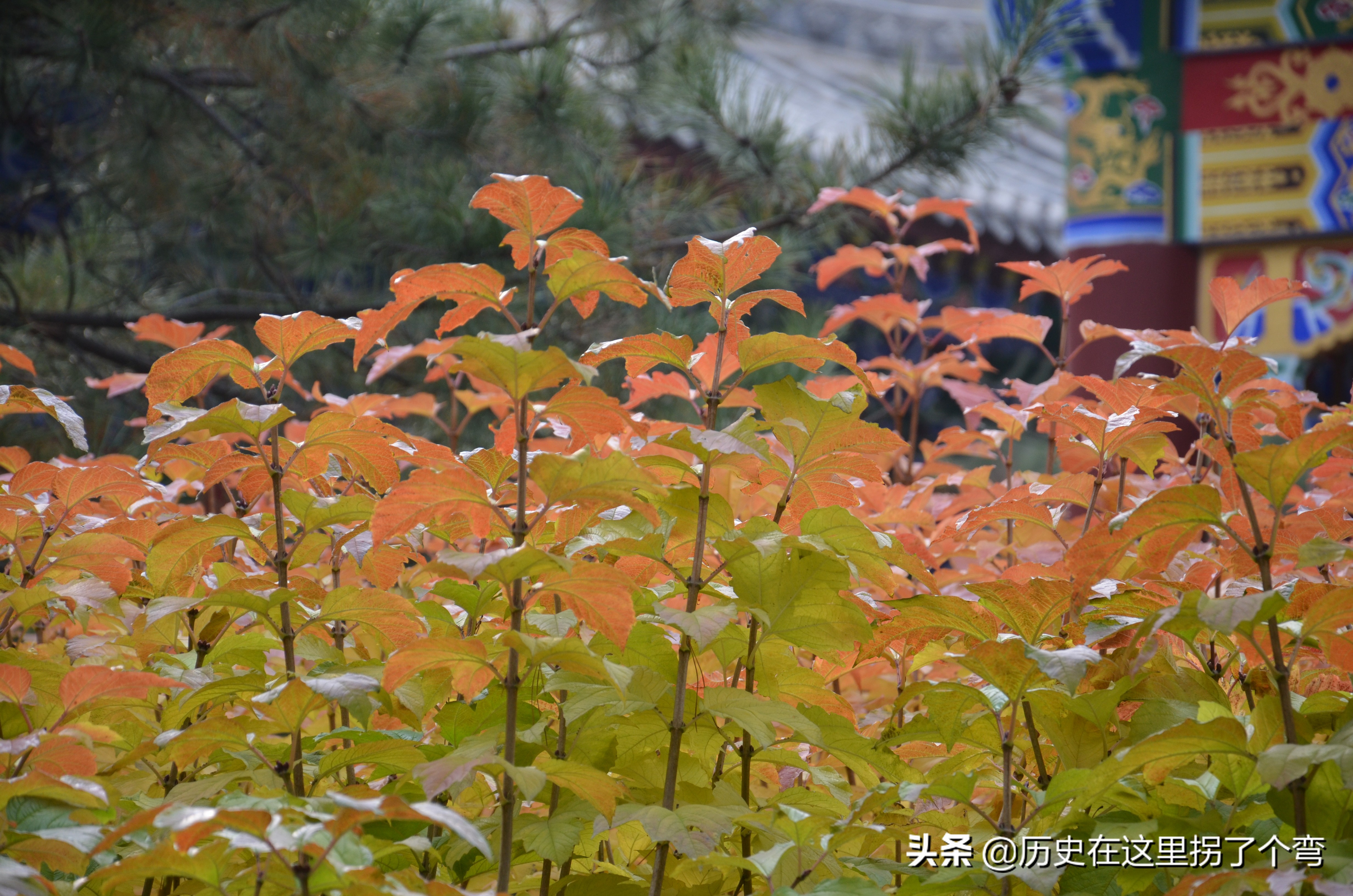 农耕文明看源头之十五：怪事年年有，晋穆侯一战打出个仇人和仇国