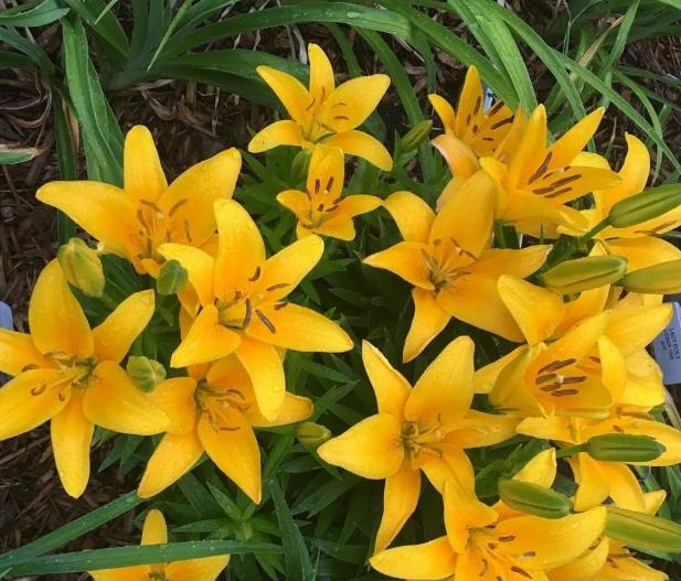 百合花有百年好合之称,百合花寓意吉祥图片