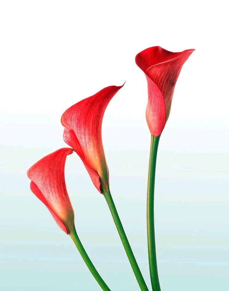 马蹄莲要醒花吗,马蹄莲一年开一次花