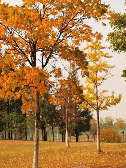 立秋，立秋！这43件事，上海人必须要去做