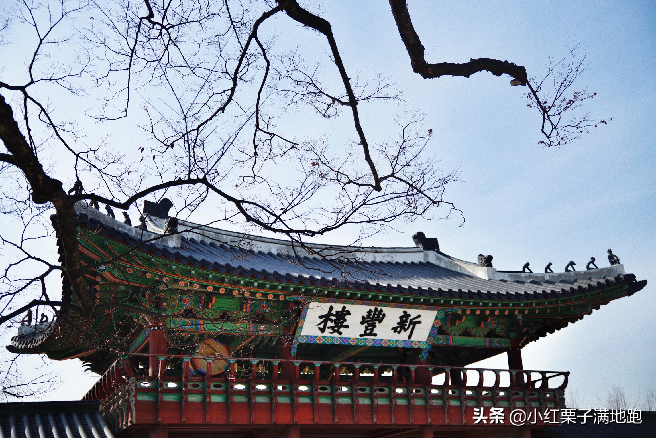 疫散花开张家界,疫散花开欢迎归来