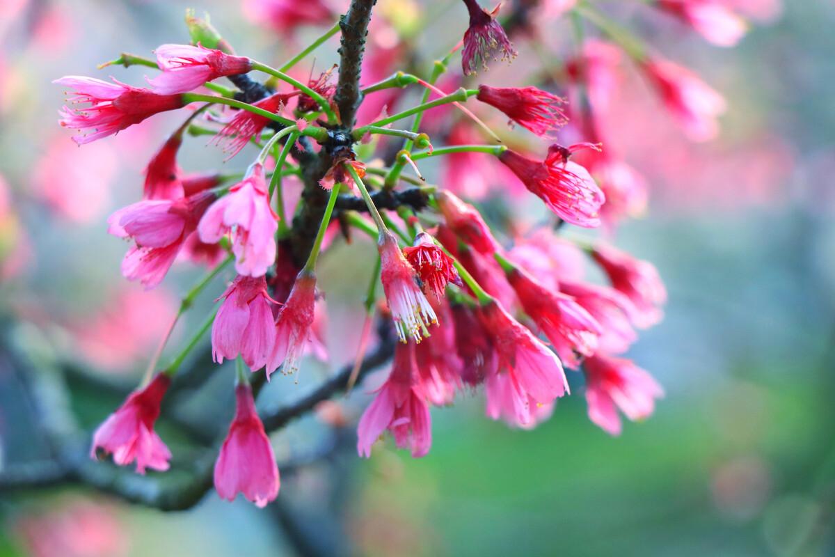 樱花季怎么能少得了专属樱花,四月开花的樱花有哪些