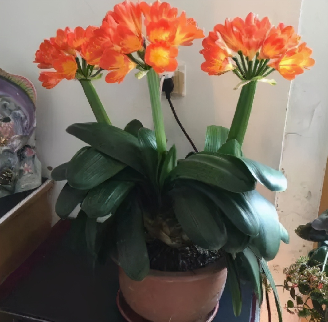 哪些植物对猫咪无毒又能吸附甲醛,室内吸收甲醛最有效的植物花卉