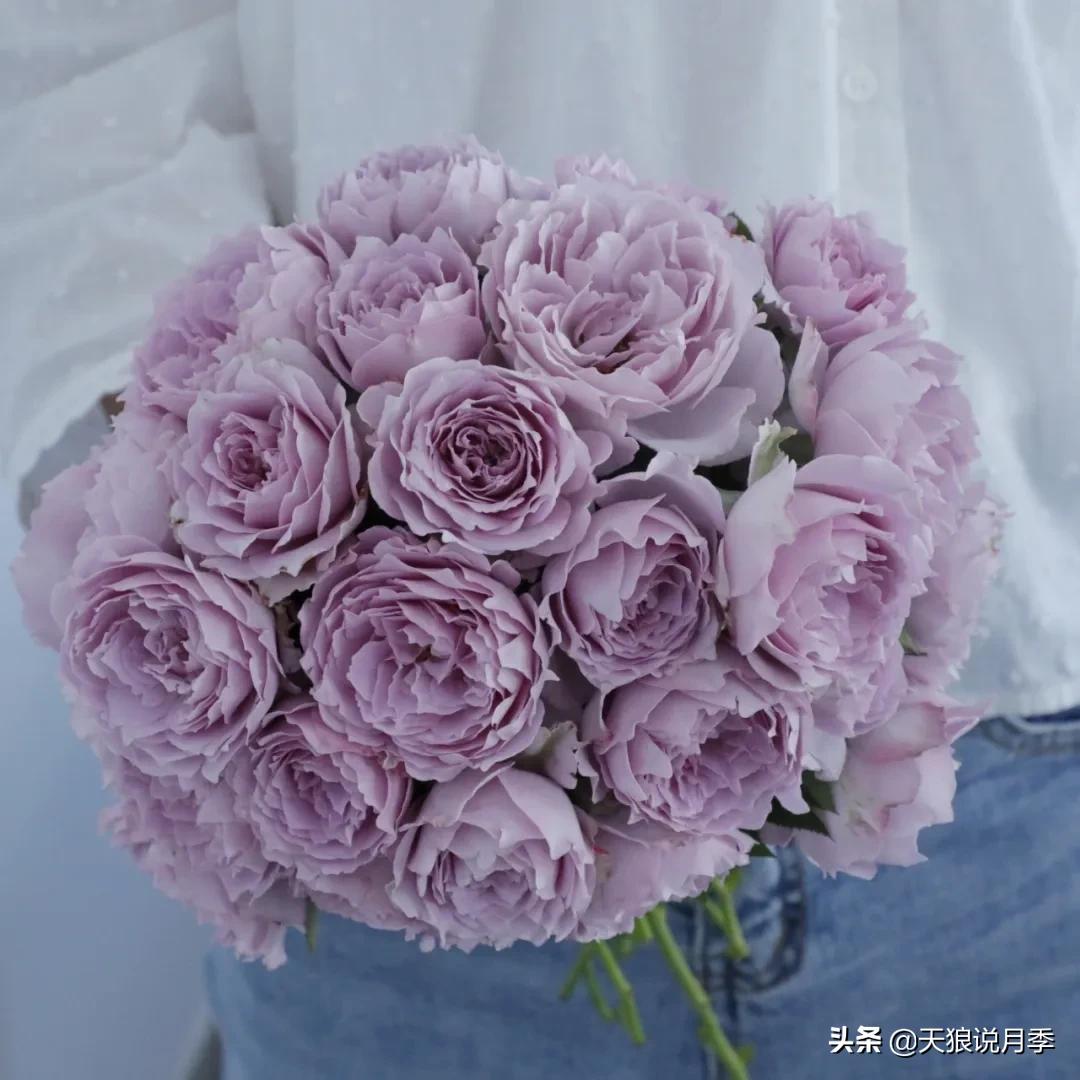 人家最美四月天，天狼自育终于打折了！15个品种供你宠信。