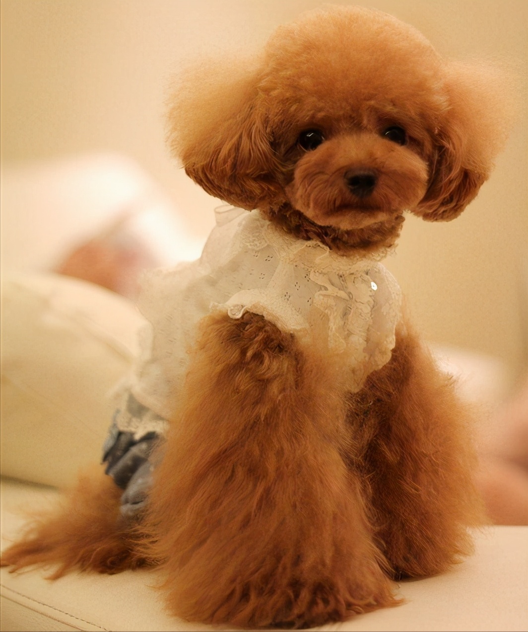 适合女生养的中小型犬排行榜,小型犬女生