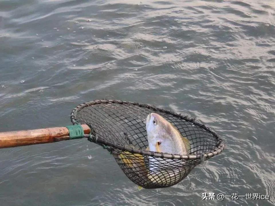 已成功养殖30多年，20元一斤不卖活的，野生的仍是天价