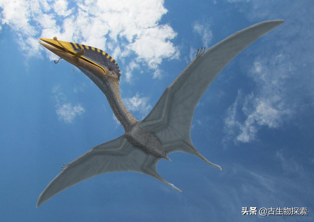以恐龙为食的翼龙像飞机一样大！
