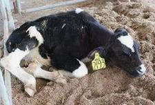 养牛传染病是什么病,养牛容易得什么传染病