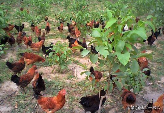 河北赞皇特色小吃,石家庄赞皇美食比较好的村