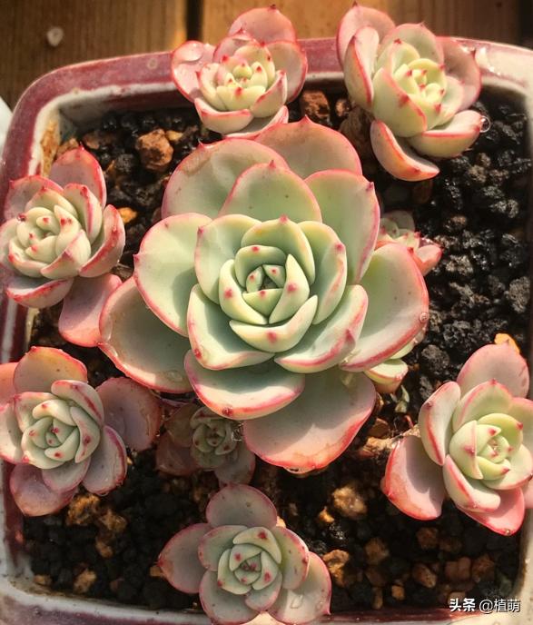 奶油黄桃怎么养出状态,奶油黄桃怎么单头变多头