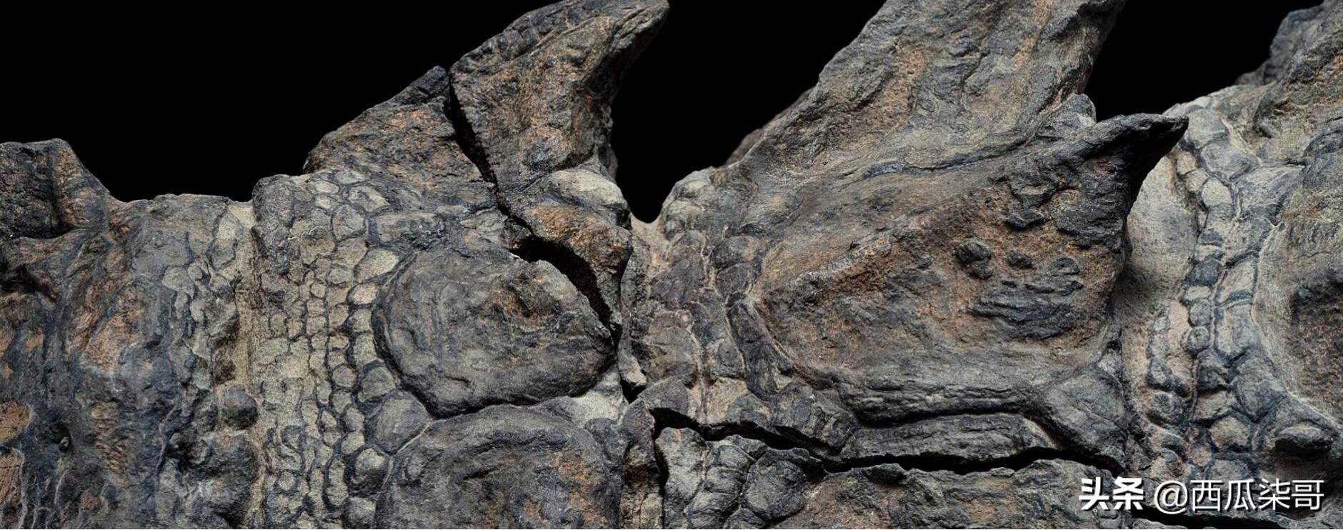 带您探索恐龙世界,探秘中国恐龙见证远古传奇