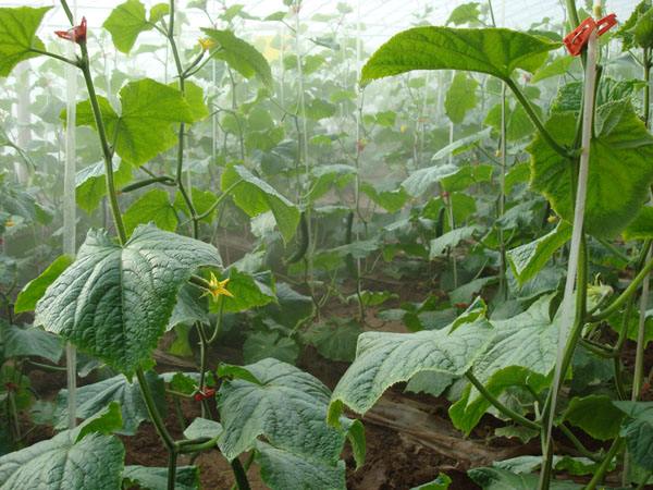 黄瓜秧不拔节是什么原因,黄瓜秧栽不活怎么回事