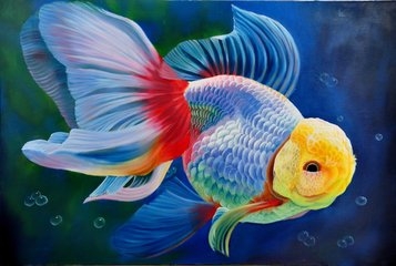 中国国粹金鱼介绍,中国国粹金鱼好养吗