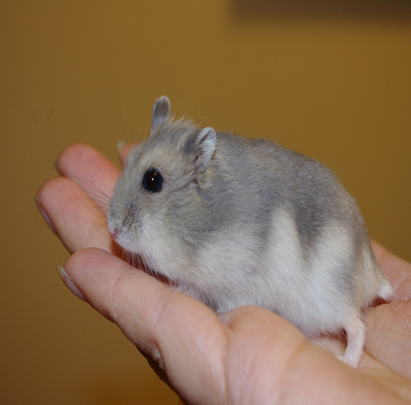 仓鼠臂力有多强？这只紫仓用鞋带越狱告诉你，旁边的主人却笑了