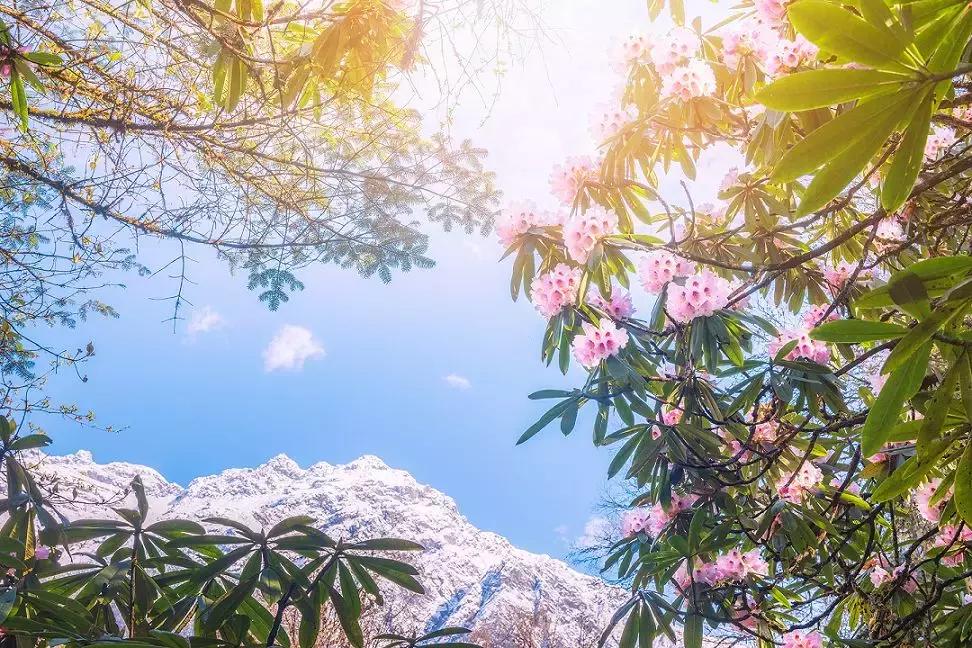 成都自驾百里杜鹃旅游攻略,万亩杜鹃花在青山幽谷