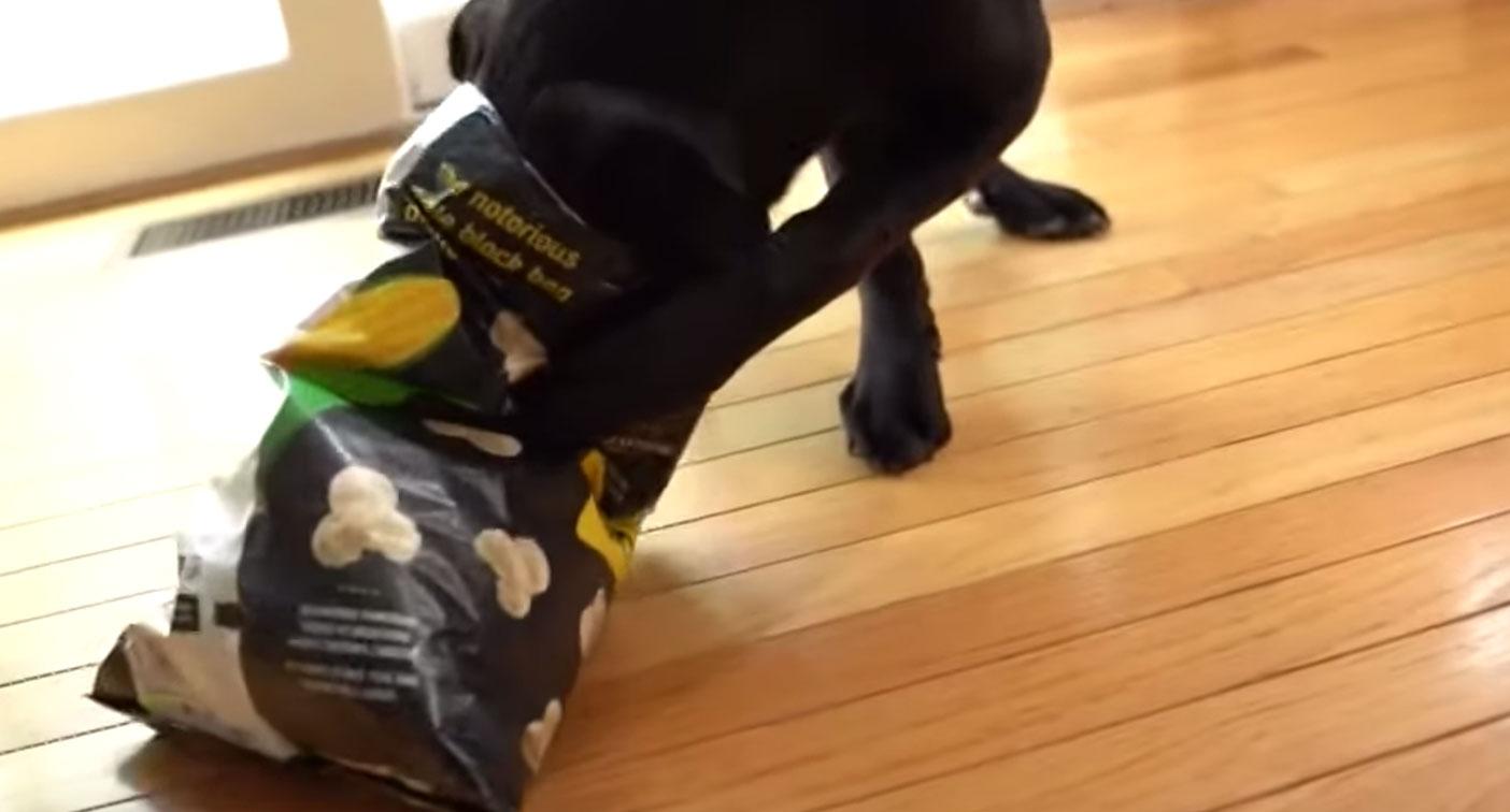 宠物狗不小心吃了塑料袋怎么办,宠物狗不小心吃了塑料袋