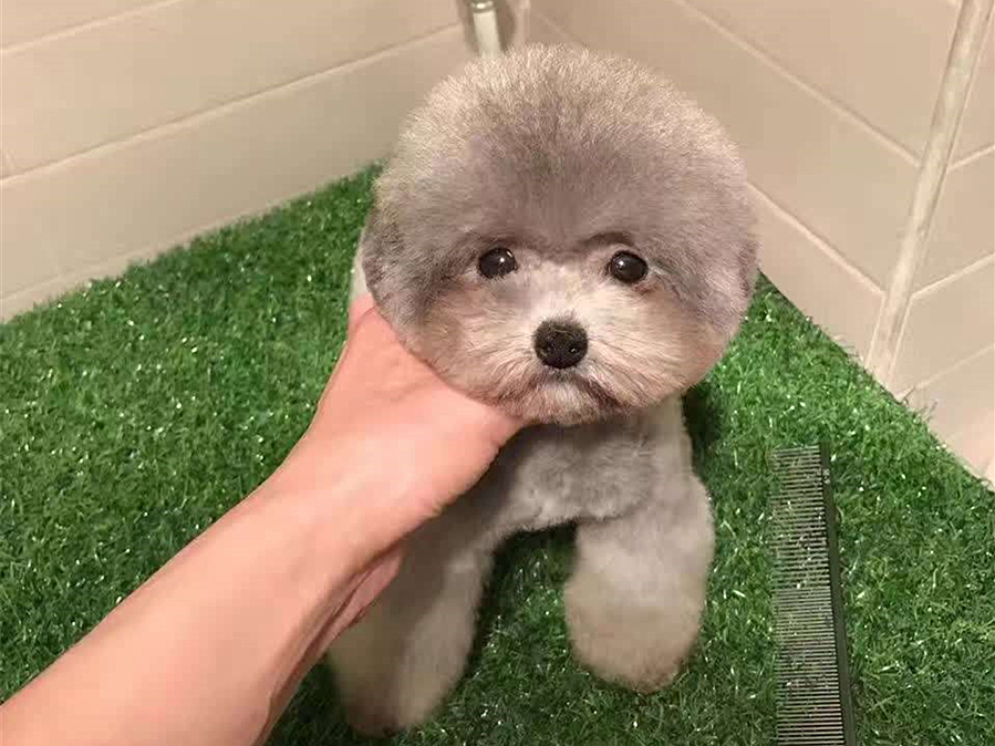 茶杯犬的习性与养殖,茶杯犬的饲养知识