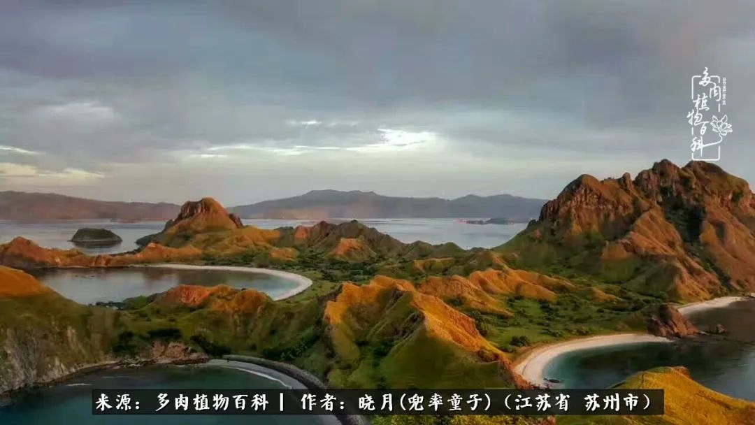 六年时间环游22个国家,却被多肉小萌物征服