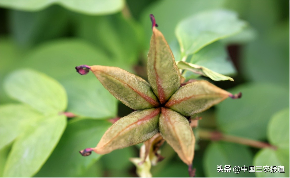 牡丹如何通过栽培增加其观赏价值,牡丹种植的价值