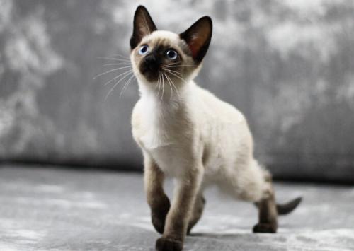 暹罗猫特别怕冷是什么原因,为什么暹罗猫怕冷