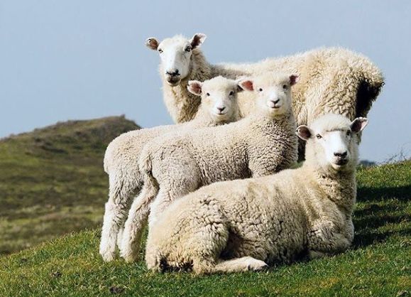 耐克阿迪比较火的鞋,耐克很火的网红鞋