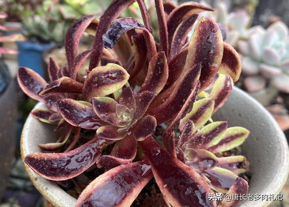 春天连续下雨露养的多肉怎么办,春天阴雨天气多肉要遮雨吗