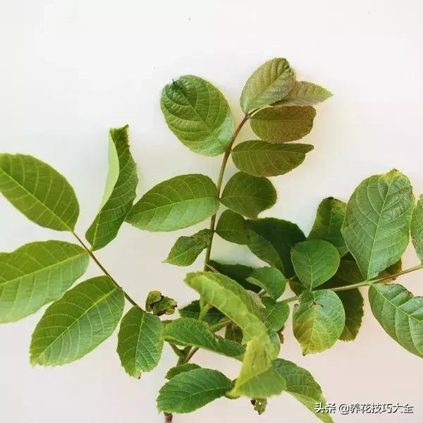 吃个核桃把手镯弄断了,吃个核桃把手弄破了