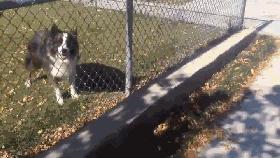 如何判断边境牧羊犬是笨是聪明,边境牧羊犬为什么不会攻击人