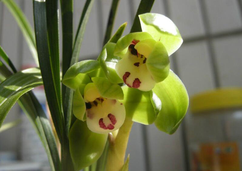 尿素浇兰花的正确方法视频,尿素浇兰花的最佳方法