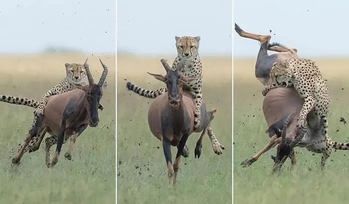 犬科代表非洲野犬,*攻围**狮子,掠夺豹子,暴打鬣狗,成为草原王者