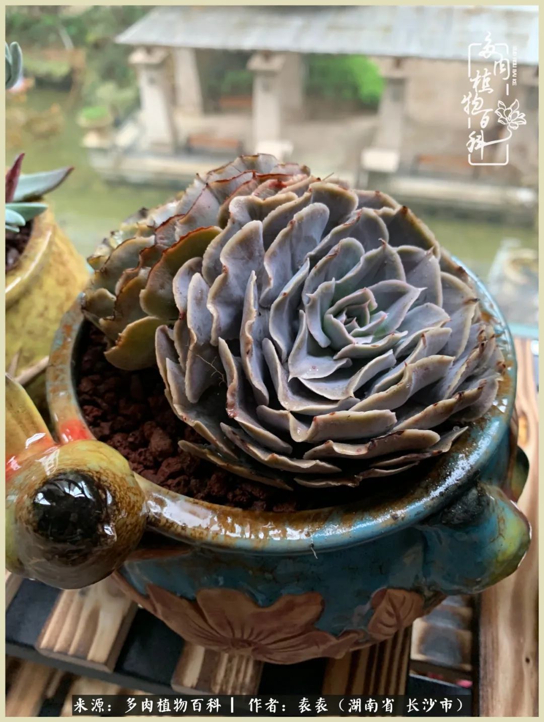 栽花种草的岁月，万物生长之阴晴圆缺