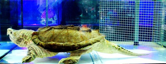 不同国家的凶猛鳄龟,真正的远古鳄龟