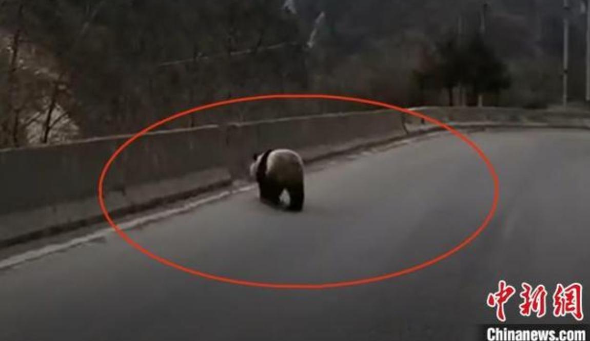 野生动物濒临灭绝的危险,如果碰到野生动物该怎么办