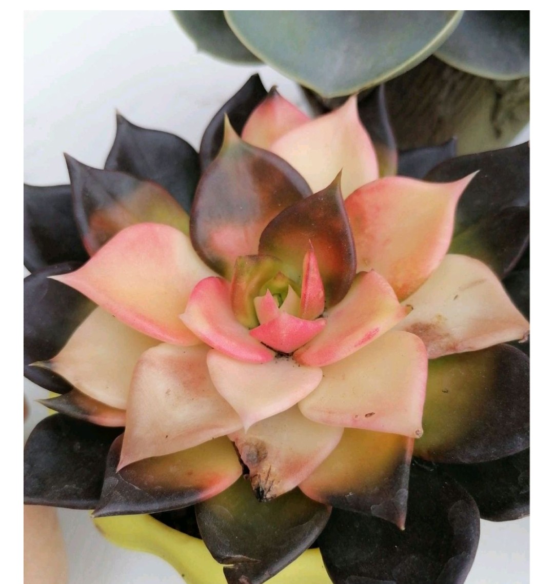 多肉爱长草怎么办,多肉爱火怎么养