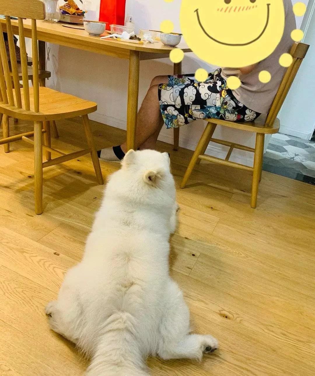 铲屎的都是因为啥和狗吵架，原谅我笑出了声