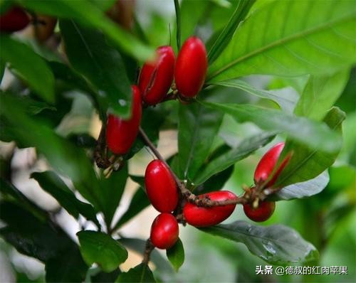 南方一种形状像枸杞的果子,1年结3次果,6元1颗,你会种吗?