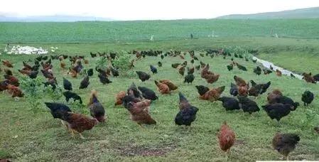 鸡痘症状图片,鸡痘病是什么症状