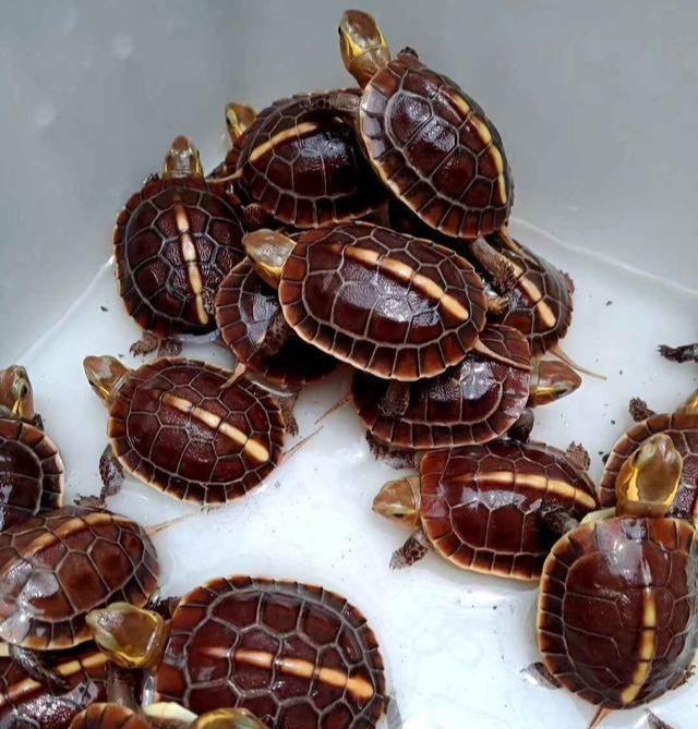 黄缘苗底板为什么会软,黄缘龟苗壳软怎么回事