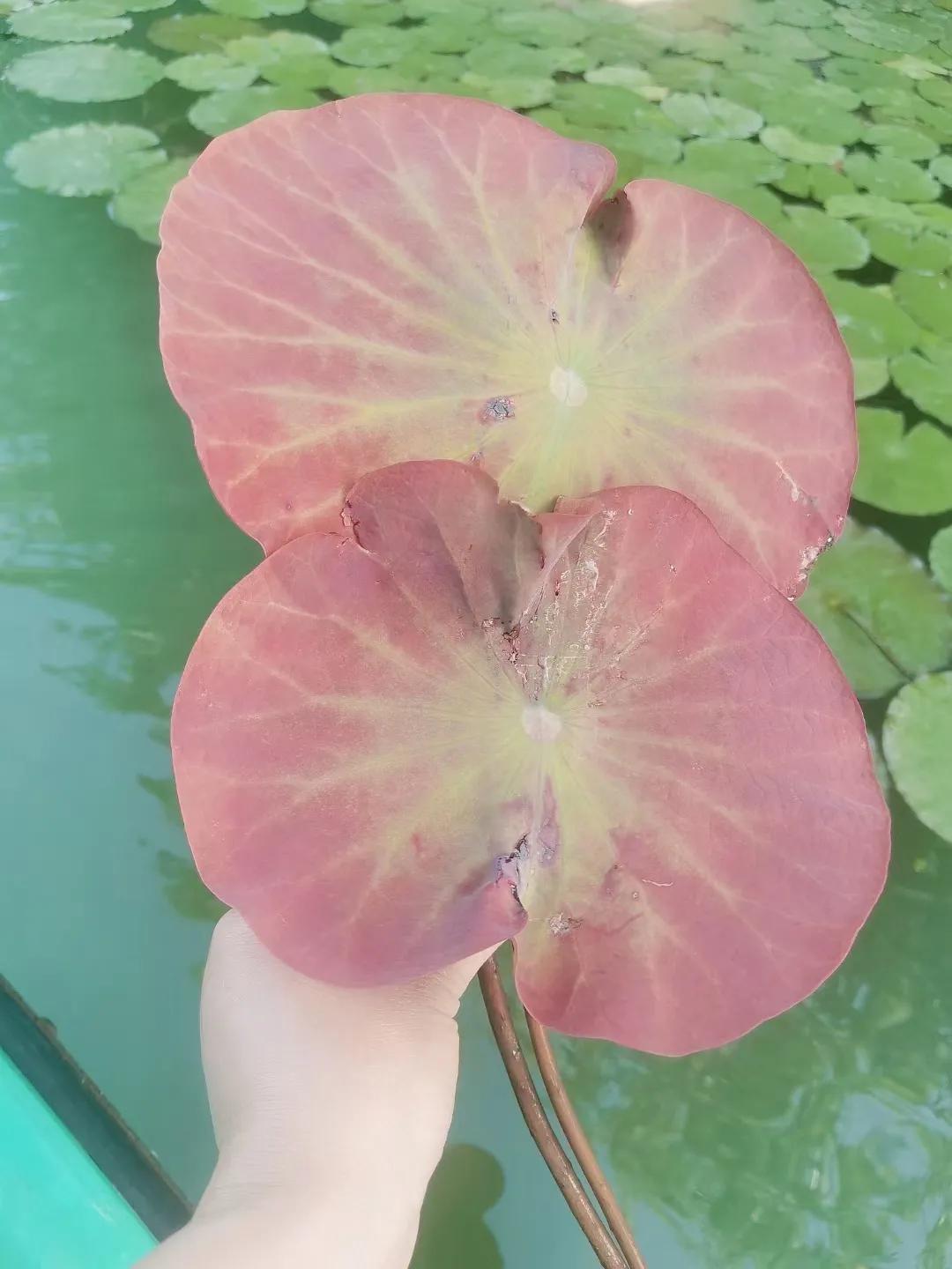 太湖三山岛地理位置,三山岛太湖