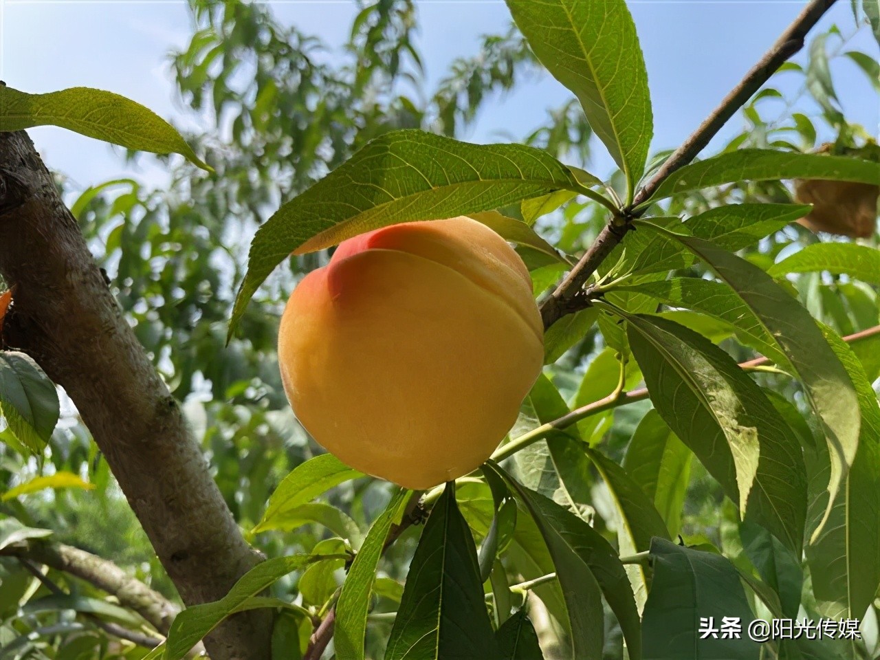 福利来啦!德阳喜欢吃桃子的小伙伴看过来